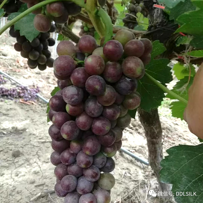 点击新窗口打开大图